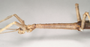 CollectionObject 1558917; 9c710c20-6f8d-45f0-a2c6-e103d0ce7dd5: copyright Natural History Museum, London. female: head & thorax, lateral view of synonym Haplopus ligia (paralectotype). (CollectionObject).;CollectionObject 1558918; 91108cc7-f465-4d69-b42c-18b503e87bf5: copyright Natural History Museum, London. female: head & thorax, lateral view of synonym Haplopus ligia (paralectotype). (CollectionObject).