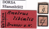 CollectionObject 1530797; 55861e0b-9e5d-4875-a120-34f031044d7a: labels. (CollectionObject).