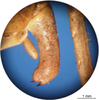 CollectionObject 1538276; d470b7a3-3766-4475-bd27-8b8a1454163e: male cercus (holotype). (CollectionObject).