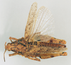 CollectionObject 1572734; 2e4948b5-df5a-4ea4-9205-bbd4fa29d018: female, dorsal view (paratype). (CollectionObject).