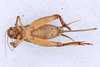 CollectionObject 1961575; ea1d0043-4fc1-450d-826d-ccfcb760f3dc, ANSP006_GRYLL_ANSP: Female, ventral view (paratype). (CollectionObject).