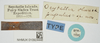 CollectionObject 1517884; e26cf416-dec2-49c6-9b3e-40df2f488300, NHMUK010924448: female, labels (lectotype). (CollectionObject).
