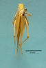 CollectionObject 1542803; cb448c6c-a34a-4e49-b9e2-600fc6027374: male, dorsal view (holotype). (CollectionObject).