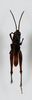 CollectionObject 1528795; 8e90dbe3-a54b-4a80-aa0c-21bac5e195fd: male, dorsal view (holotype). (CollectionObject).