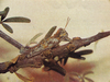 Shelfordites aberrans Karny, 1910: Plate 3, p. 21. male resting on a dry Rhigozum trichotomum branch. (Otu).