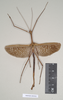 copyright Natural History Museum, London. male of Ctenomorpha tessulata (syntype). Depicts CollectionObject 1558212; NHMUK(SF IMPORT DUPLICATE) 845022, 464d8bf8-b5de-4bc4-a20e-1f290bc5ab0b, a CollectionObject.