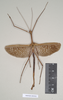 CollectionObject 1558212; NHMUK(SF IMPORT DUPLICATE) 845022, 464d8bf8-b5de-4bc4-a20e-1f290bc5ab0b: copyright Natural History Museum, London. male of Ctenomorpha tessulata (syntype). (CollectionObject).