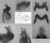 Melanoplus uinta Otte, 2012: (Otu).;Melanoplus uinta Otte, 2012: (Otu).