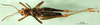 CollectionObject 1501226; c602135b-8dd0-4bf8-a673-809440a5625d, DORSA BA000503S01: male, vental view (syntype). (CollectionObject).