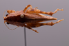 CollectionObject 2211898; 614e14a8-1cb0-4b34-b0cc-b0a7cb092592: Female, dorsal habitus. (CollectionObject).