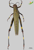 CollectionObject 2269794; Unioeste Cascavel K-1227, 27dac9e2-8d9f-4453-af09-9e0a7382d4c5: Female, dorsal view. (CollectionObject).