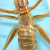 CollectionObject 1542920; 11d8cfa1-dc55-42e8-9fe8-666f844e2483: female, tegmina (allotype of Cerberodon cuiabensis). (CollectionObject).