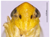 Head on Changwhania huajiangensis Xing & Li, 2024: (Observation).