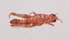 CollectionObject 1518654; f2ca3e87-1c2d-473c-b206-3b18fa7058d7, NHMUK013806077: female, dorsal view (holotype). (CollectionObject).
