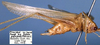 CollectionObject 1516942; 054d3d12-82cb-41e5-b17b-d52019c511a4: male, lateral view (holotype). (CollectionObject).