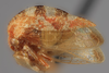 Habitus, lateral view on Cyrtolobus oblongatus Ball, 1932: (Observation).