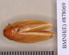 Phlebonotus pallens (Serville, 1831): Holotype, male, dorsal. BMNH(E)#878069. (Otu).