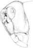 Brachystola magna (Girard, 1854): Fig. 375. male, head, lateral view. (Otu).