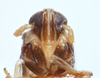 Head: (Observation).