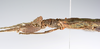 CollectionObject 1590155; 99ee21b4-bf79-42a3-ac15-8cafb04d2655: copyright ZSMC, Munich. male: head & thorax, lateral view (holotype). (CollectionObject).