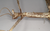 CollectionObject 1557417; NHMUK(SF IMPORT DUPLICATE) 844928, f1282a57-261f-496b-a817-e33d82624184: copyright Natural History Museum, London. female: head and thorax, lateral view of Ischnopoda phillipsi (holotype). (CollectionObject).