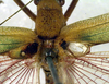 CollectionObject 1500712; b1f2604c-eaea-4aa2-848a-c20ab47707e8: stridulatory file (syntype). (CollectionObject).