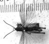 CollectionObject 1530370; 0a5079a7-d8b8-4e7d-a6ca-d299f91eccbf: Image Carbonell, C.S. male, dorsal view (holotype). (CollectionObject).