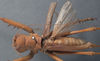 CollectionObject 1505901; 97b50376-d569-4871-88fb-1b544e278a35: female, dorsal view (paralectotype). (CollectionObject).
