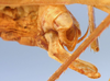 CollectionObject 1583366; cc304c4f-fcb6-4b3b-a523-d8888ed7b11a: male abdomen tip, lateral view (paratype). (CollectionObject).