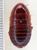 Styphon bakeri Rehn, 1930: Photo by Heidi Hopkins. dorsal habitus. (Otu).