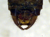 CollectionObject 1500601; eca864f1-ada4-4f96-b300-61a4c59c7ac5, DORSA BTtetfenHTM: male cerci (holotype). (CollectionObject).