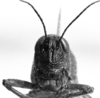 CollectionObject 1501160; 014955bc-6c94-4eeb-8b02-ebaf5b188781: Image Carbonell, C.S. female, frontal view (syntype). (CollectionObject).