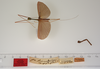 CollectionObject 1559710; ea9ef847-edc6-4906-9752-5f3bda524ee4: copyright ZMUH, Hamburg. male of synonym Marmessoidea caryophyllea (syntype). (CollectionObject).