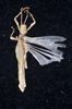 CollectionObject 1559861; f403b3ce-58d5-4b3b-809a-d641f8053c8f: copyright SMTD. male, dorsal view (holotype). (CollectionObject).