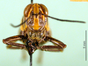 CollectionObject 1501147; 7399fed1-9acd-40c3-9b68-5fa7dff6c661, DORSA BA000582S01: female, frontal view (holotype). (CollectionObject).