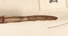 CollectionObject 1559063; 1ab55045-6245-4baf-8805-2651fe1f889e: copyright OUMNH. female: end of abdomen, dorsal view of Phasma (Bacteria) coenosum (holotype). (CollectionObject).
