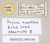 CollectionObject 1558247; 3561054c-469a-4110-864c-9d03ba2dd9de: copyright Natural History Museum, London. female, data labels (paratype). (CollectionObject).;CollectionObject 1558248; 01b2e8bc-046c-4eb6-9b39-8a056fb49749: copyright Natural History Museum, London. female, data labels (paratype). (CollectionObject).