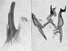 Other on Erythridula obliqua (Say, 1825): Aedeagus, connective, and styli. (Observation).
