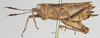 CollectionObject 1580298; 223222a7-b9b0-4ab2-8894-eee681f9f696: female, lateral view (paratype of Phaestus sumatrensis). (CollectionObject).