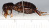 CollectionObject 1591134; 797b861b-ef47-4df5-a7c4-b8709d2551f2: male, lateral view (holotype). (CollectionObject).