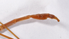 CollectionObject 1557993; 62e95d7c-484c-47aa-8df8-81501e7dfea6: copyright ZMHB, Berlin. male: end of abdomen, lateral view (holotype). (CollectionObject).
