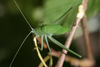 Lunidia viridis Hemp, 2010: male nymph. (Otu).
