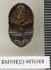 Perisphaerus altus Walker, 1868: Copyright Natural History Museum, London. Holotype (adult female) in BM(NH). Ventral view. (Otu).