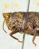 CollectionObject 1526831; ba5055e5-ad07-4767-82f5-fff6f40a7b42: female head and pronotum, lateral view (paratype). (CollectionObject).
