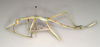CollectionObject 1562810; f7a15452-44ff-4094-988c-8e5108e38a11: copyright ANIC. male nymph, dorsal view (paratype). (CollectionObject).