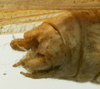 CollectionObject 1535041; 62e50921-dcb8-4dc6-874a-ec05c024a037: male cerci (lectotype). (CollectionObject).