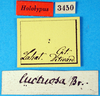 CollectionObject 1474991; ec7be979-a81d-4ed0-9063-db52ddf79877, MfN 3450: labels (holotype). (CollectionObject).