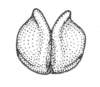 Ceuthophilus (Ceuthophilus) divergens Scudder, 1862: Fig. 749. male subgenital plate. (Otu).