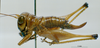 CollectionObject 1503326; MBBJ 3225230, 36509392-f748-4bfd-af33-1e1d80fd2295: female, lateral view. (CollectionObject).