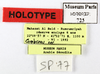 CollectionObject 1553156; MNHN(SF IMPORT DUPLICATE) MNHN-EP-EP725, 4130c6f5-f717-4fb2-8a78-f9df96129b95: CC BY-NC-ND 4.0/MNHN - Depraetere Marion - 2014. Holotype, male, of dispersa Grandcolas, 1994. Specimen number: MNHN-EP-EP725. http://coldb.mnhn.fr/catalognumber/mnhn/ep/ep725. (CollectionObject).